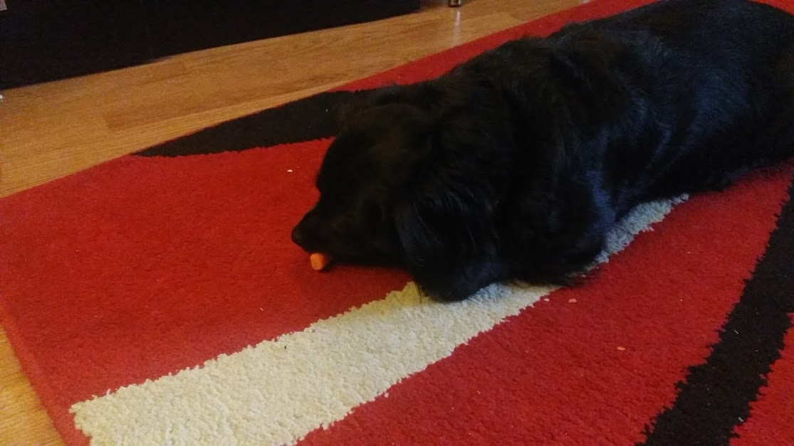 câine mănâncă morcov