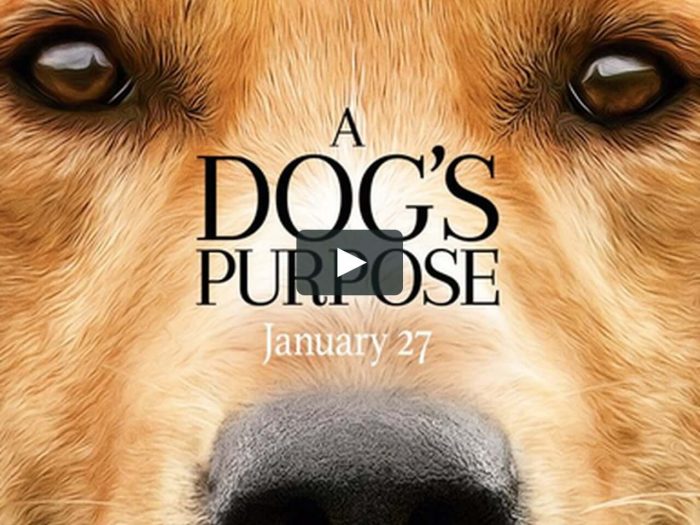 film a dog's purpose 