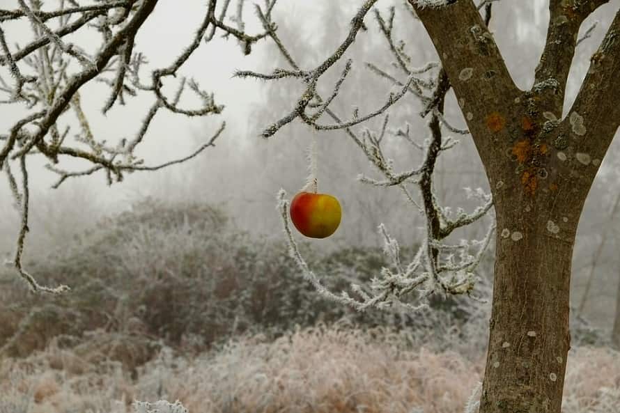 sfaturi pentru îngrijirea pomilor fructiferi iarna