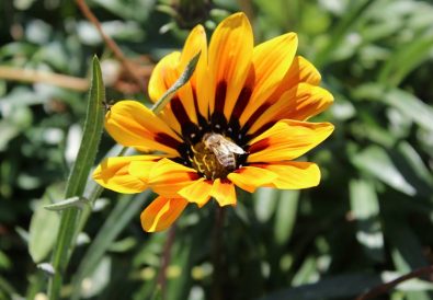 albină la cules de polen