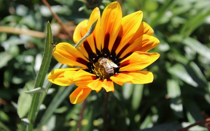 albină la cules de polen