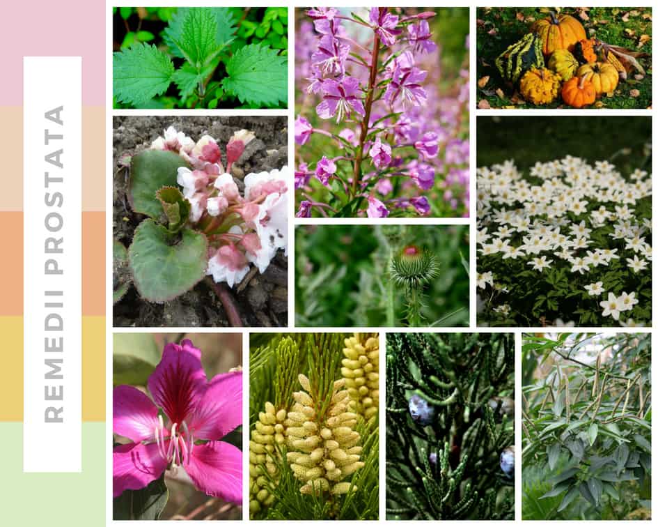 Plante care tratează adenomul și prostatita - greenhouseresidence.ro