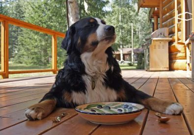 sfaturi hrană câine obez