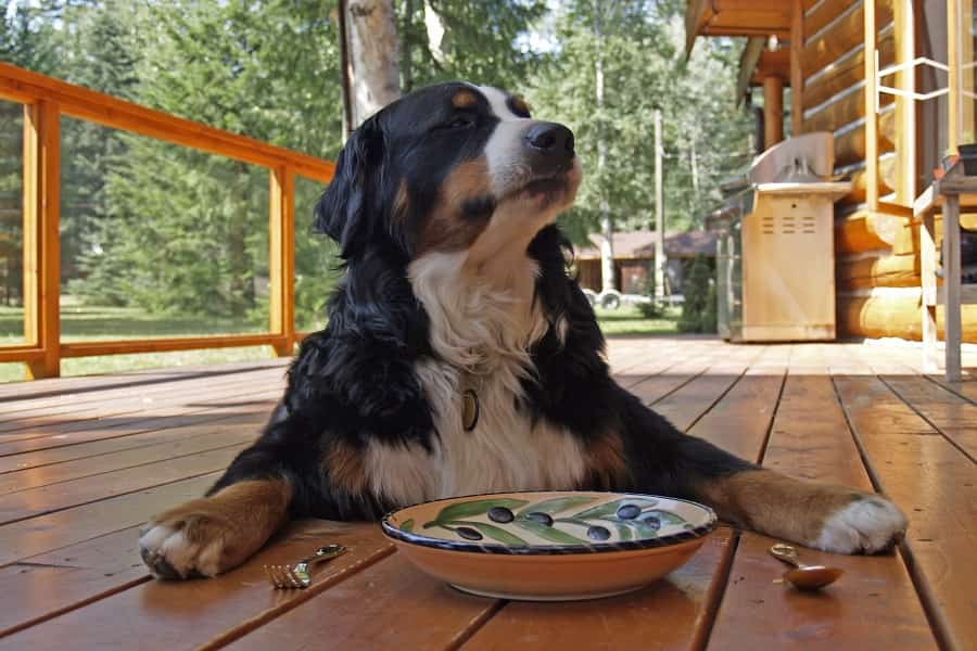 sfaturi hrană câine obez