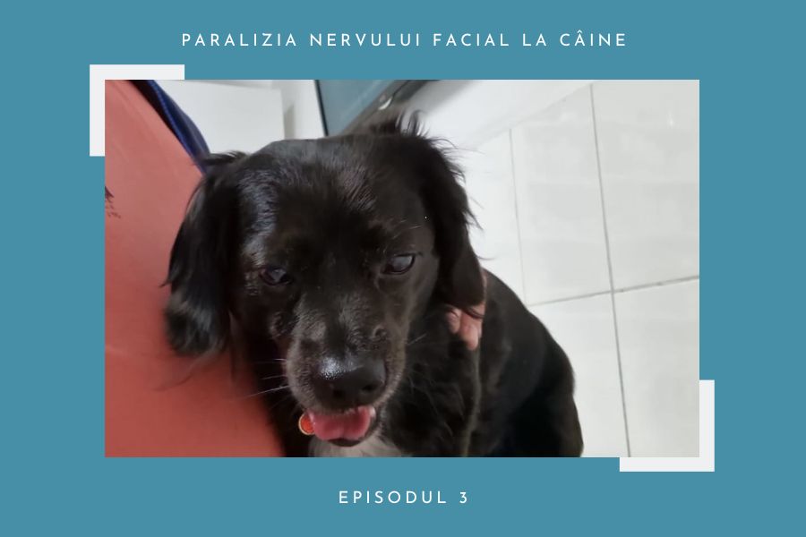 Paralizia nervului facial la câine